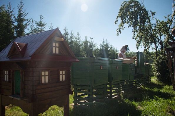 Bienen_3