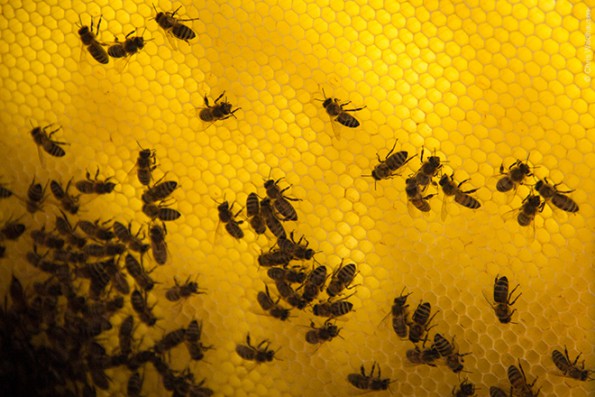 Bienen_5