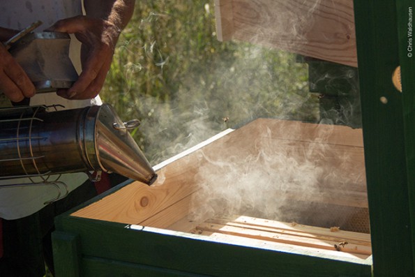 Bienen_6