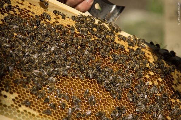 Bienen_1