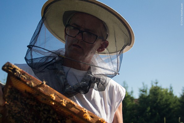 Bienen_7
