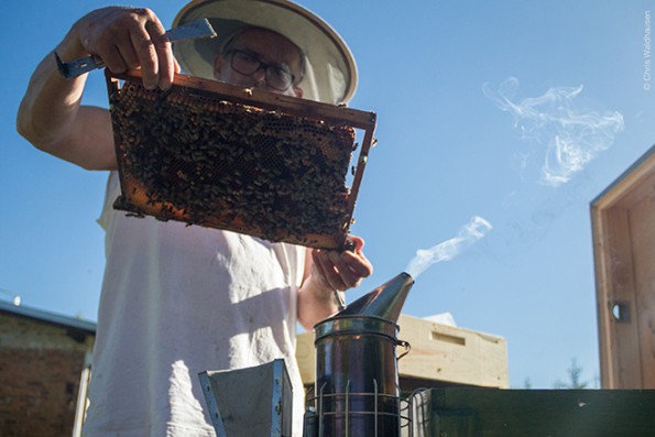Bienen_8