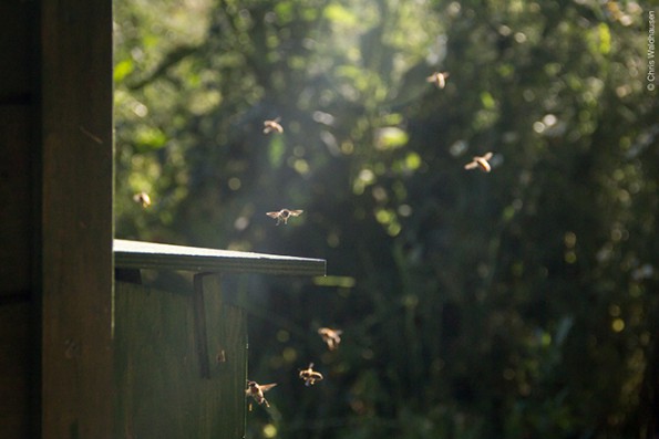 Bienen_9