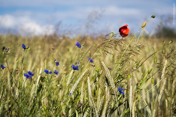 Landschaft-klein_11
