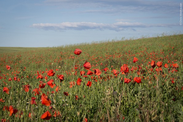 Feld mit Mohnblumen