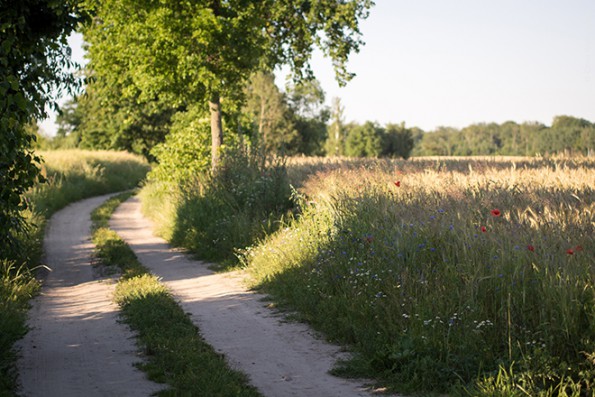 Sumin_Feldweg